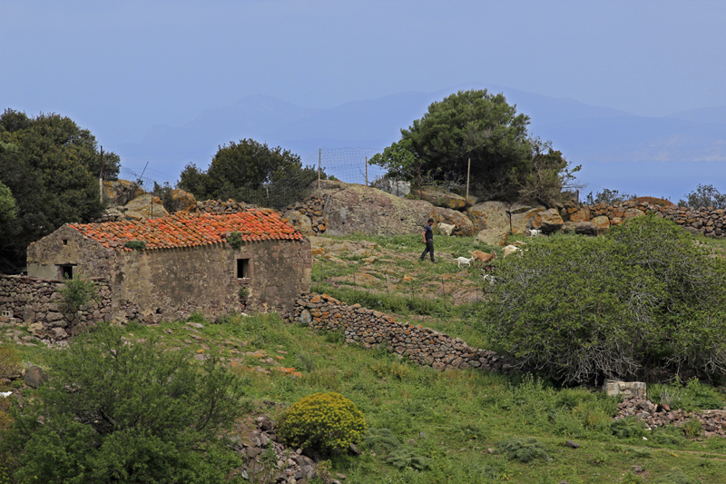 2016-04-26_113357 sardinien-2016.jpg - Sardische buerliche Idylle